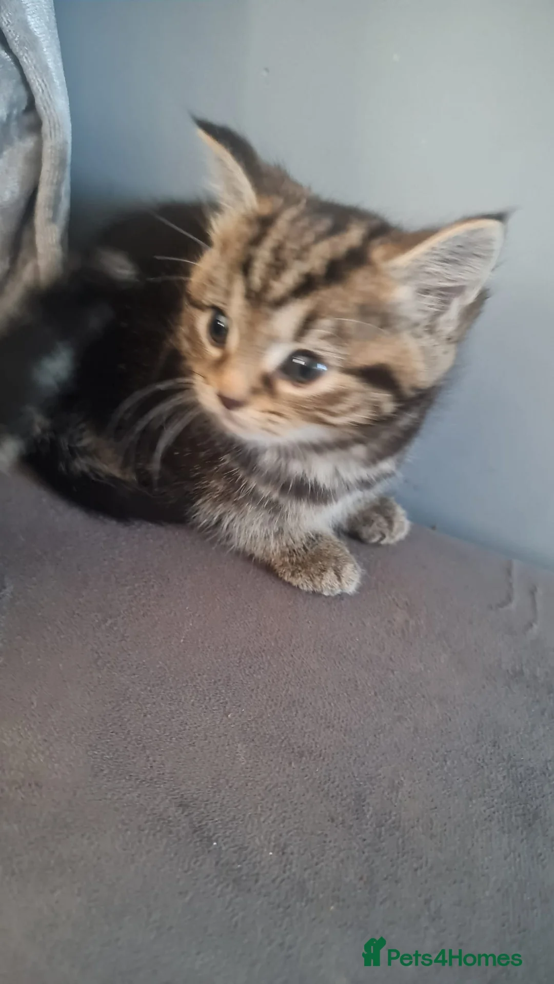 British Shorthair cats for sale: Kittens in Leicester - Advert 2