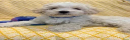 Maltipoo dogs for sale: Beautiful heath tested f1 Malitpoo babies  - Advert 6
