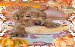 Australian Labradoodle dogs for sale: Stunning red F1b Australian Labradoodle puppies  - Image 11