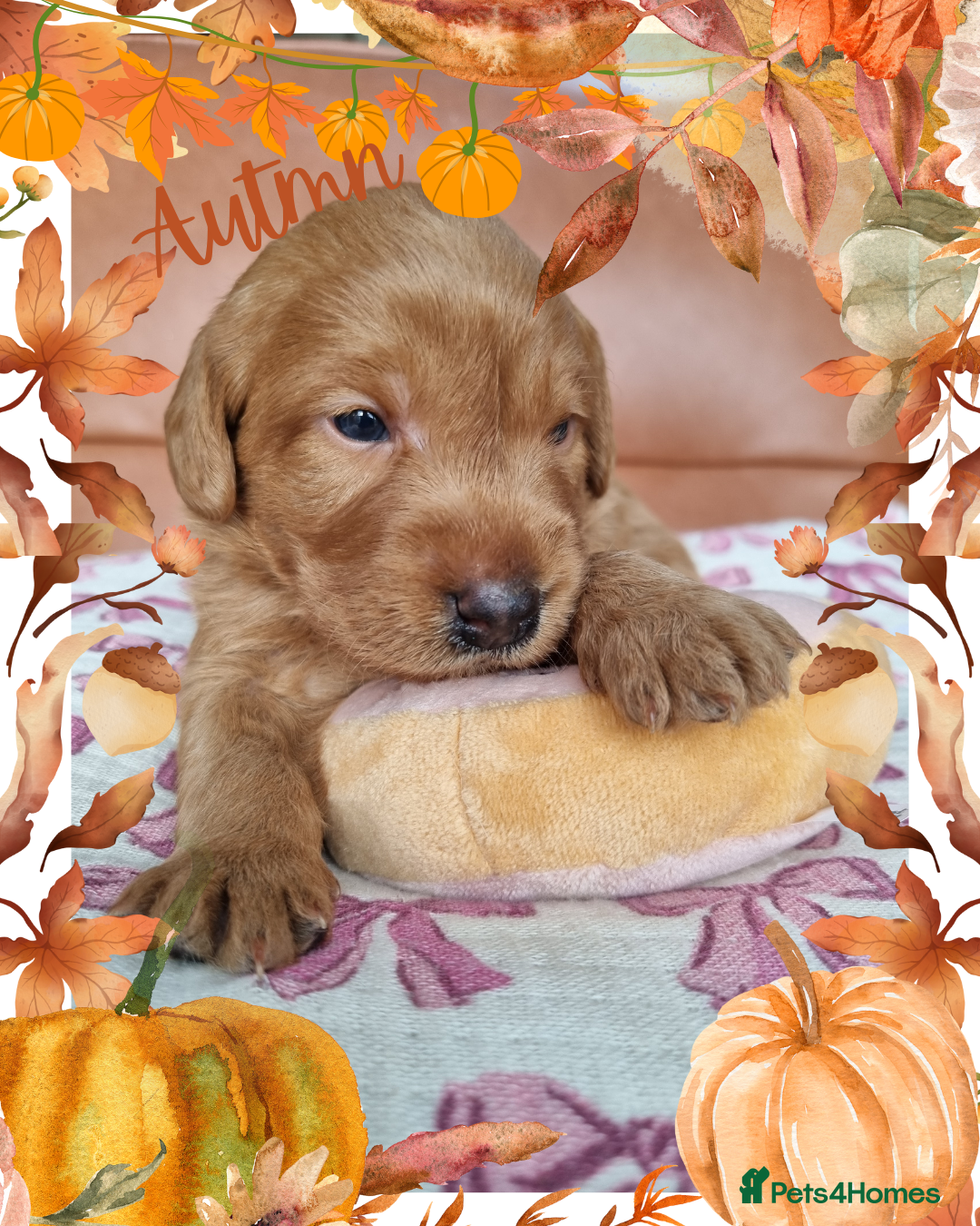 Australian Labradoodle dogs for sale: Stunning red F1b Australian Labradoodle puppies  - Image 11