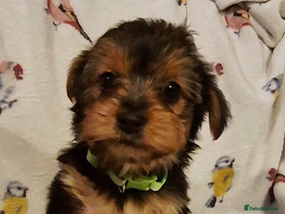 Yorkshire Terrier dogs 6 GORGEOUS YORKIE PUPS. 2 REMAINING - Advert 2