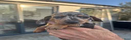 Miniature Dachshund dogs for sale: Blue, blue dapple and black and silver dapple mini - Advert 1