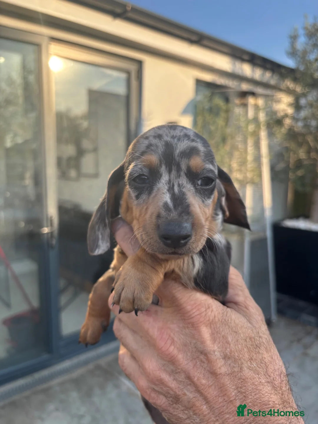 Miniature Dachshund dogs for sale: Blue, blue dapple and black and silver dapple mini - Advert 1