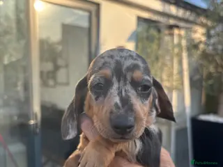 Miniature Dachshund dogs Blue, blue dapple and black and silver dapple mini - Advert 4