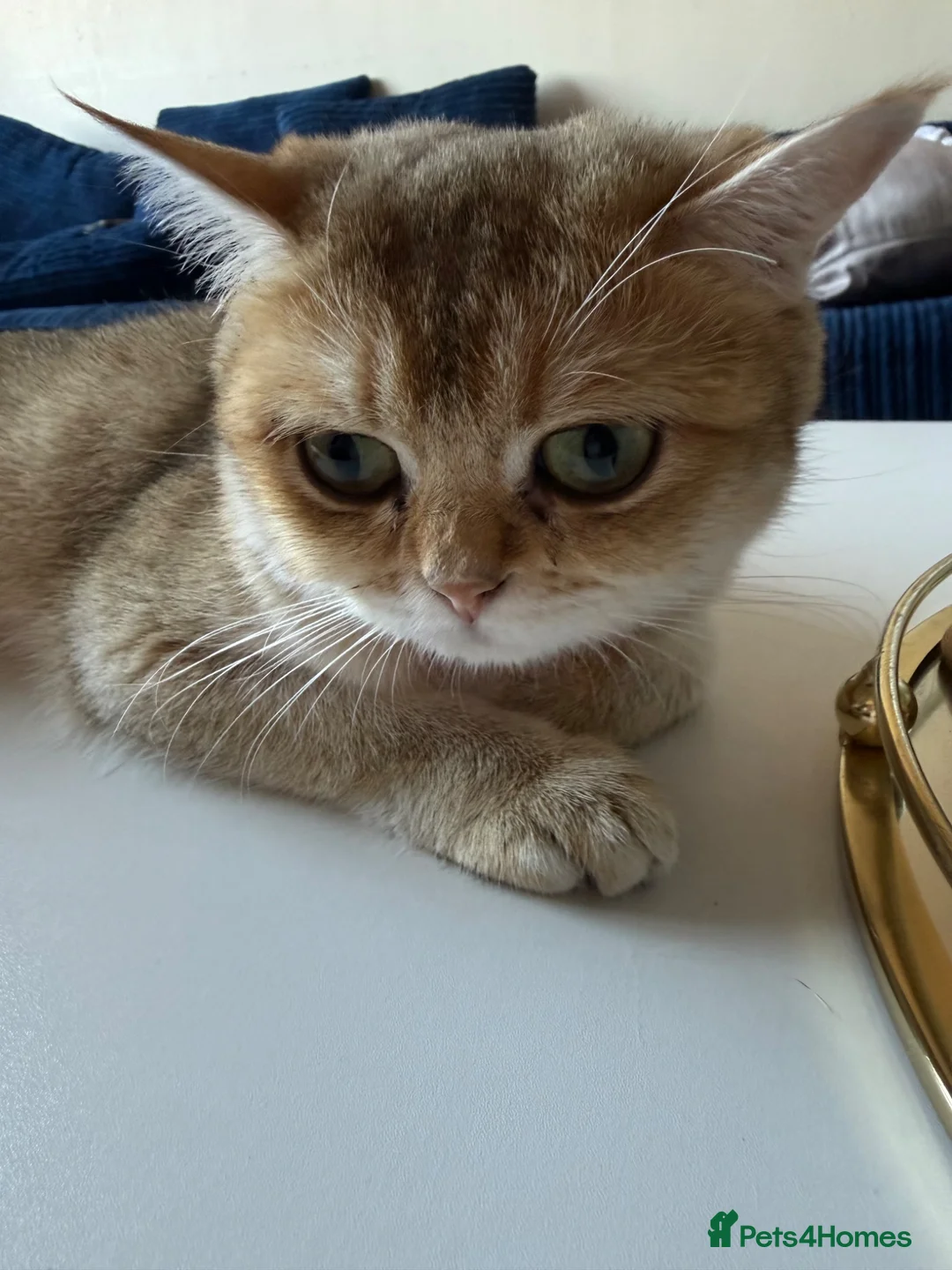British Shorthair cats for sale: 🐾 Beautiful British Shorthair Golden Kittens 🐾 - Advert 30