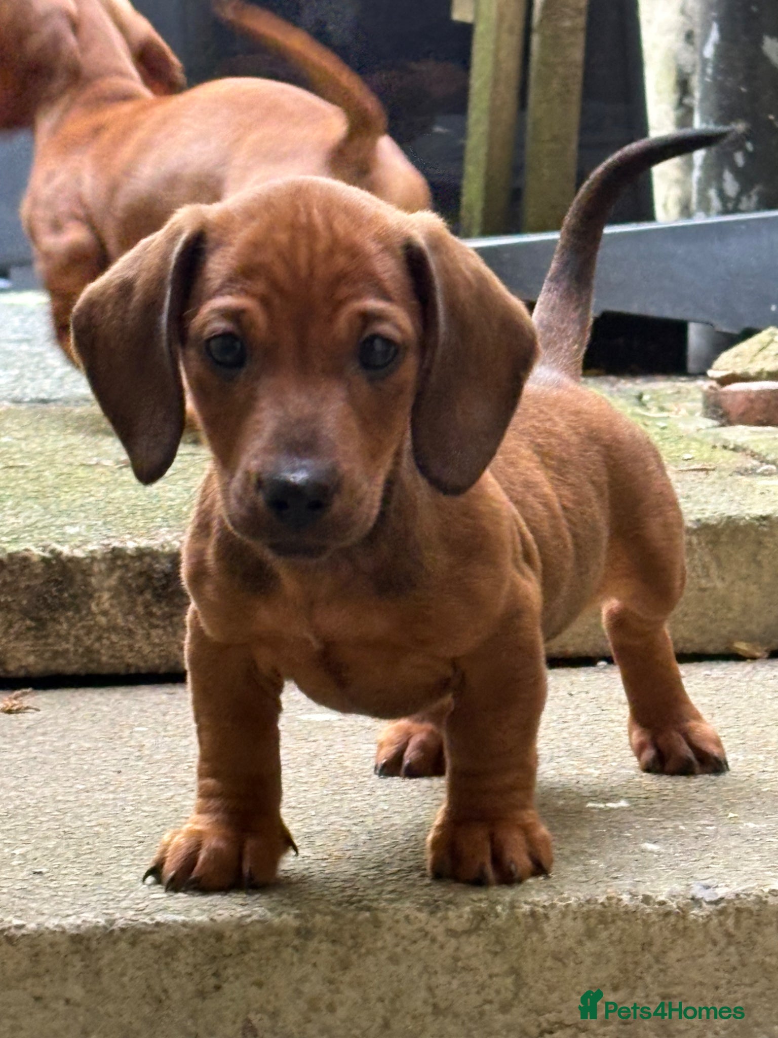 Dachshund dogs Reduced to £800 last two puppies left males only  - Advert 1