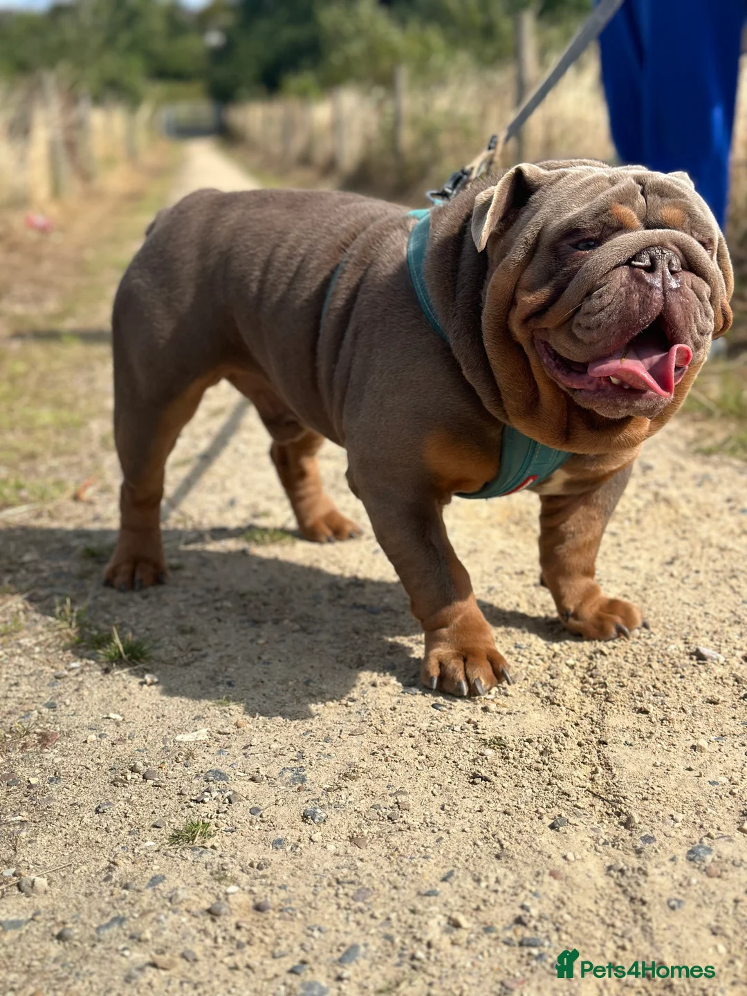 English Bulldog dogs for stud: full suited English bulldog stud well proven in Leicester - Advert 9