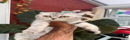 Scottish Fold cats for sale: Beautiful CAT for sale - Advert 10