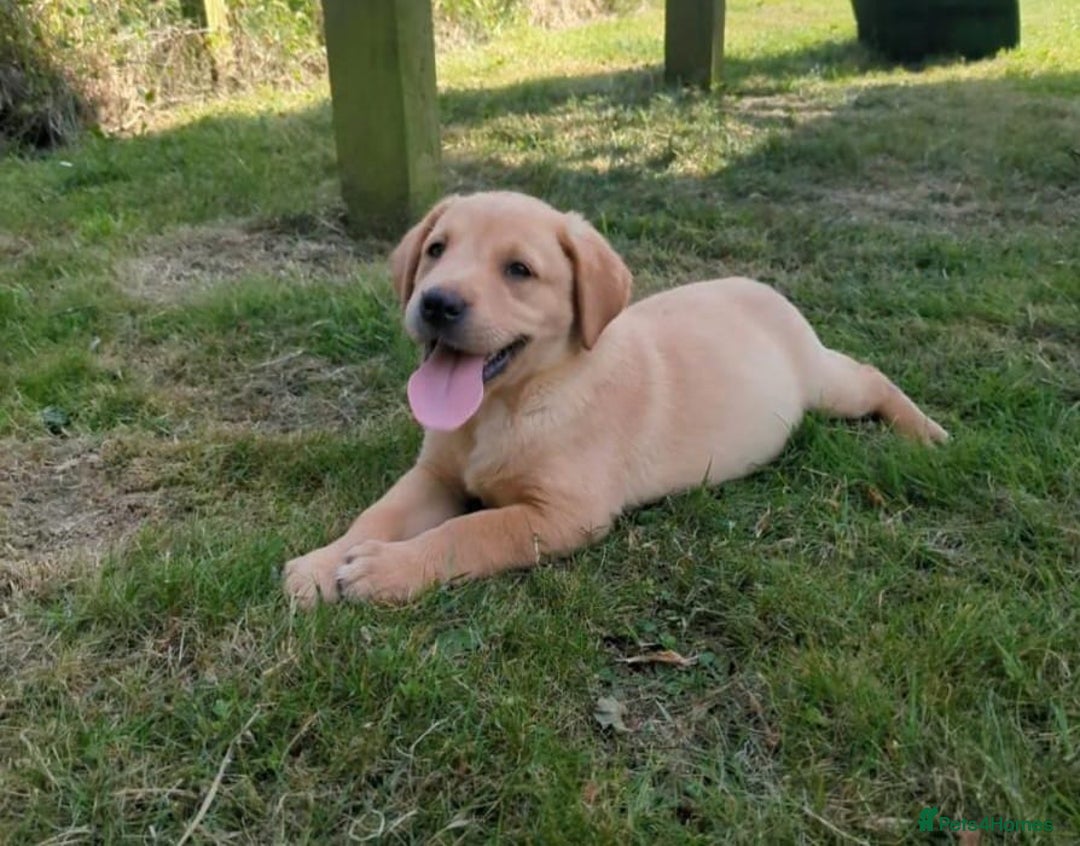 Labrador Retriever dogs for sale: Fully Health Checked Labrador Puppies - Image 2