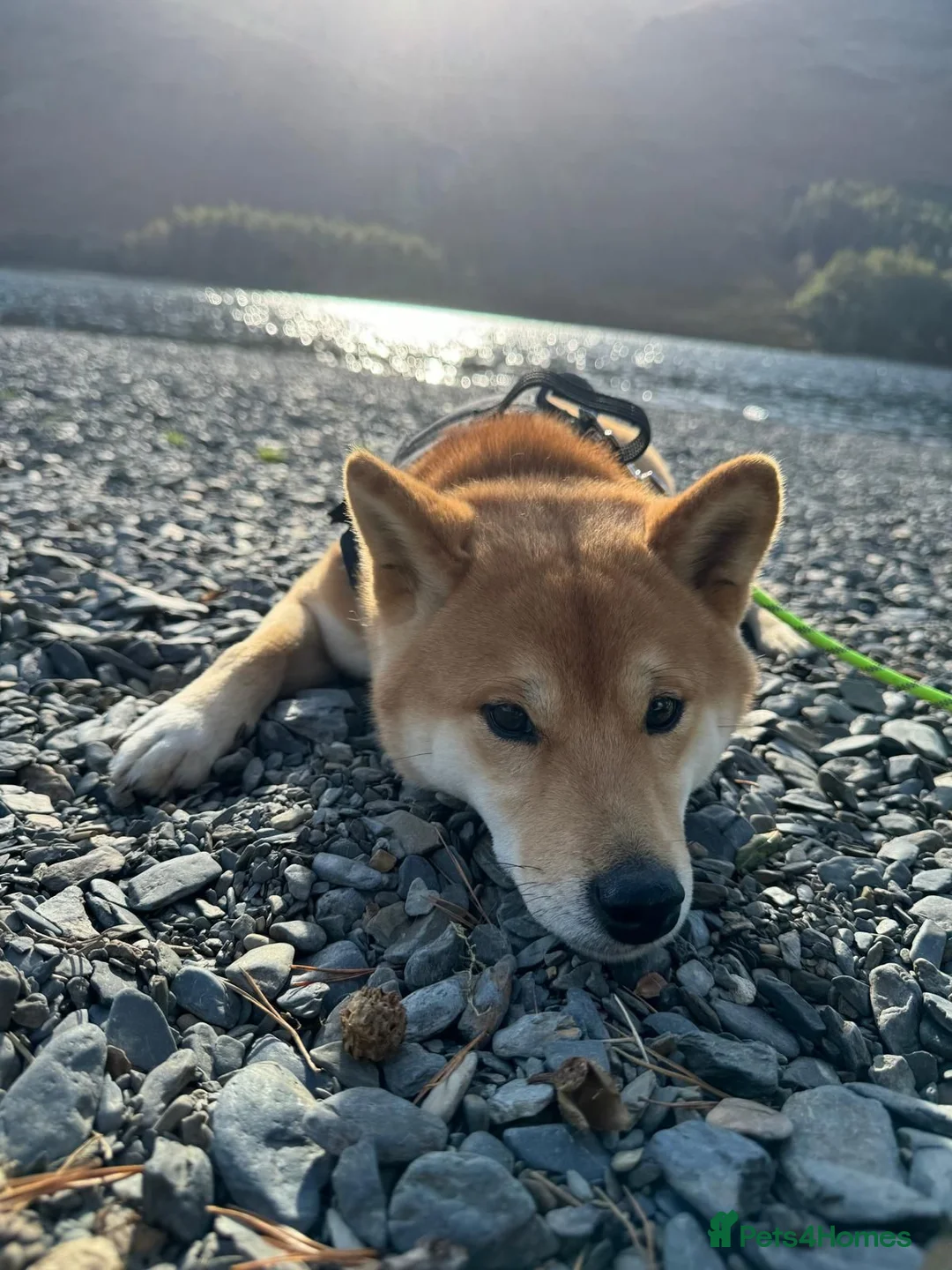 Japanese Shiba Inu dogs for sale: Beautiful Japanese Shiba Inu dog to rehome in Stockport - Advert 9