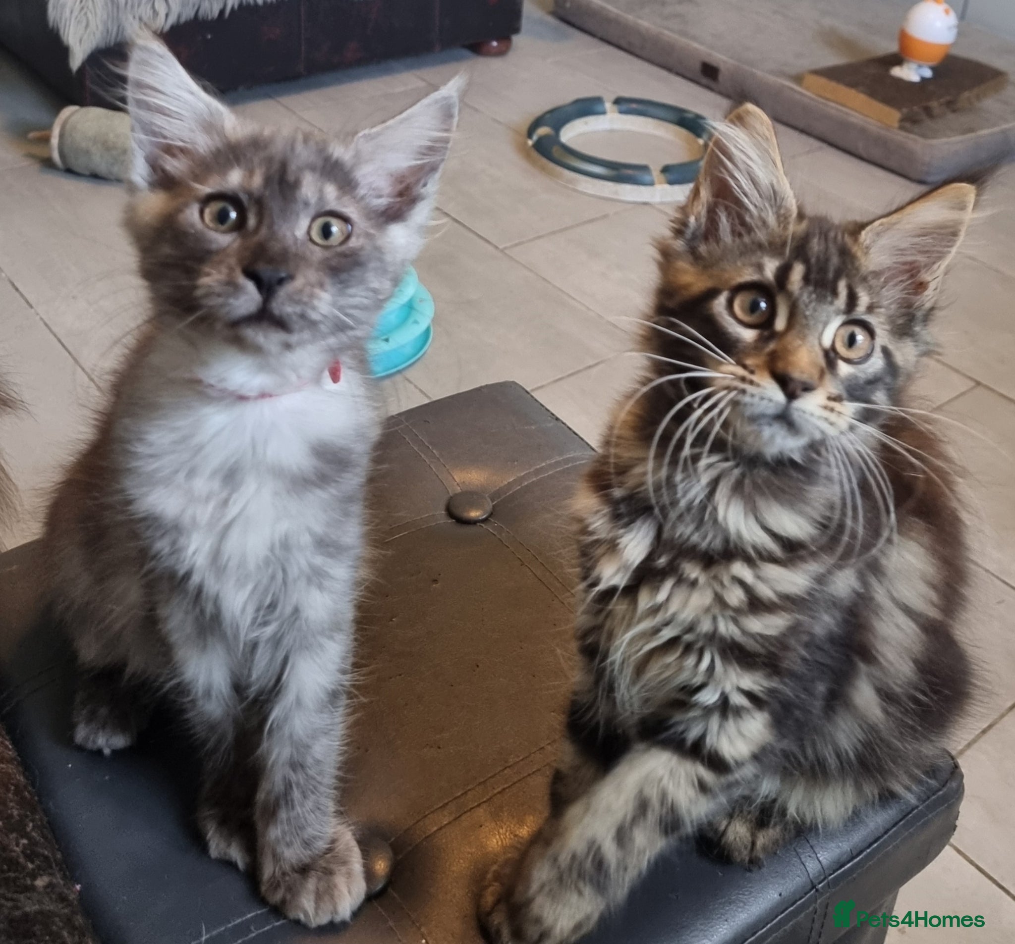 Maine Coon cats Tica registered ready now - Advert 1