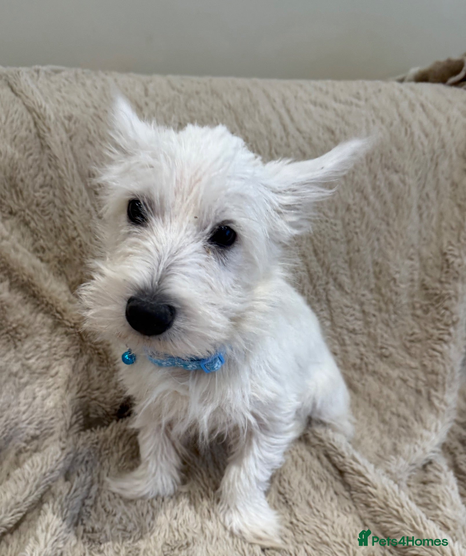 West Highland Terrier dogs West highland white terriers ⭐️ 3 boys ⭐️ - Advert 1