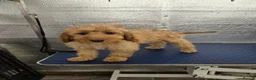 Cockapoo dogs for sale: 1 female F1 Cockapoo - Advert 6