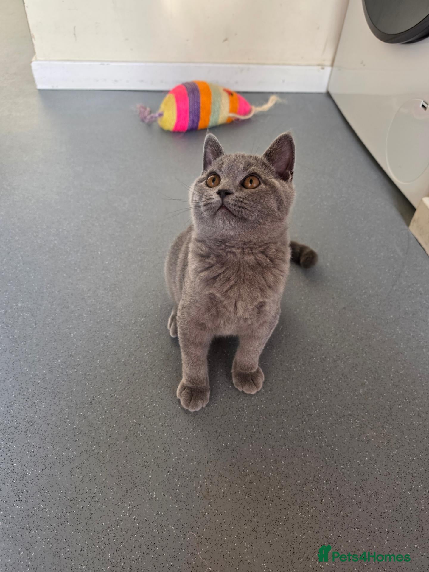 British Shorthair cats Only 1 boy💙and  1 girl🤎 left - Advert 7