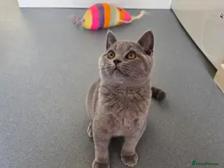 British Shorthair cats Only 1 boy💙and 1 girl🤎 left - Advert 7