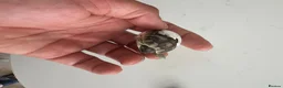 Tortoise reptiles for sale: Uk Bred Spur thighed tortoises  - Advert 5