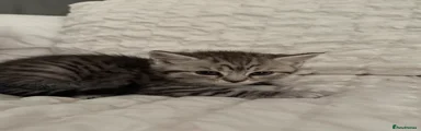 Mixed Breed Kitten 2