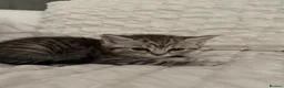Mixed Breed cats for sale: Pure Scottish fold X Tabby - Advert 5