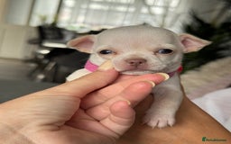 Chihuahua dogs for sale: 🐶 tiny chihuahua pups - Image 7
