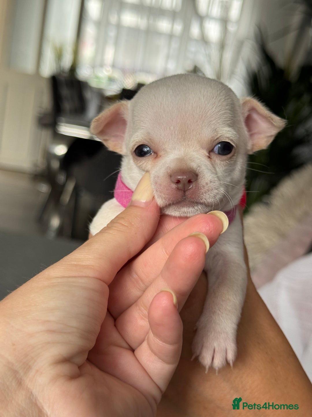 Chihuahua dogs for sale: 🐶 tiny chihuahua pups - Image 7