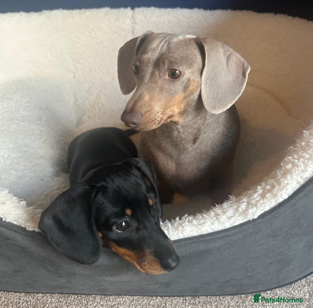Miniature Dachshund dogs for sale: AVAILABLE NOW! Little Legs & Big Hearts - Advert 1