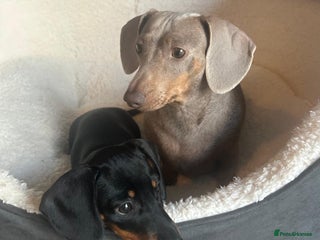 Miniature Dachshund dogs AVAILABLE NOW! Little Legs & Big Hearts - Advert 9
