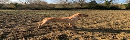 Labrador Retriever dogs for stud: Fully health Tested Labrador, Carrying Fox Red in Tewkesbury - Advert 17