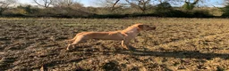 Labrador Retriever dogs for stud: Fully health Tested Labrador, Carrying Fox Red in Tewkesbury - Advert 17