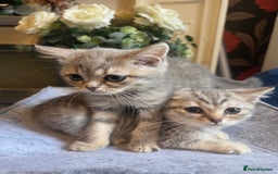 British Shorthair cats for sale: Amazing kittens ready to leave - Image 7