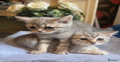 British Shorthair cats - Advert 10