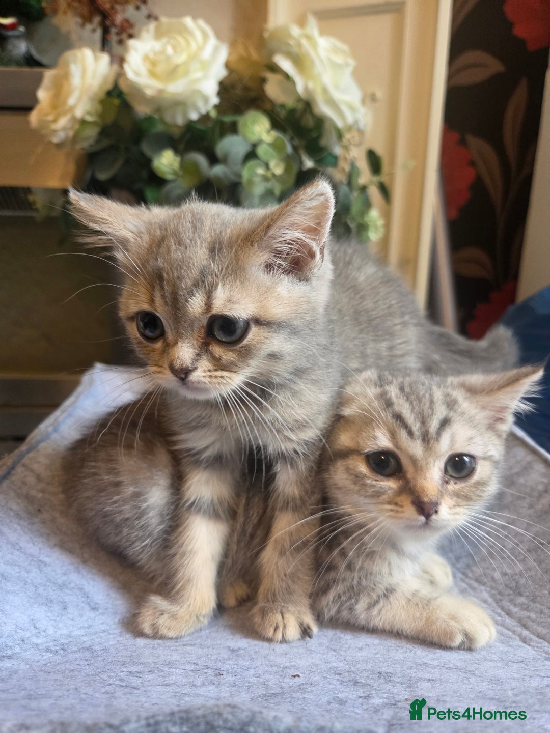 British Shorthair cats for sale: Amazing kittens ready to leave - Image 7