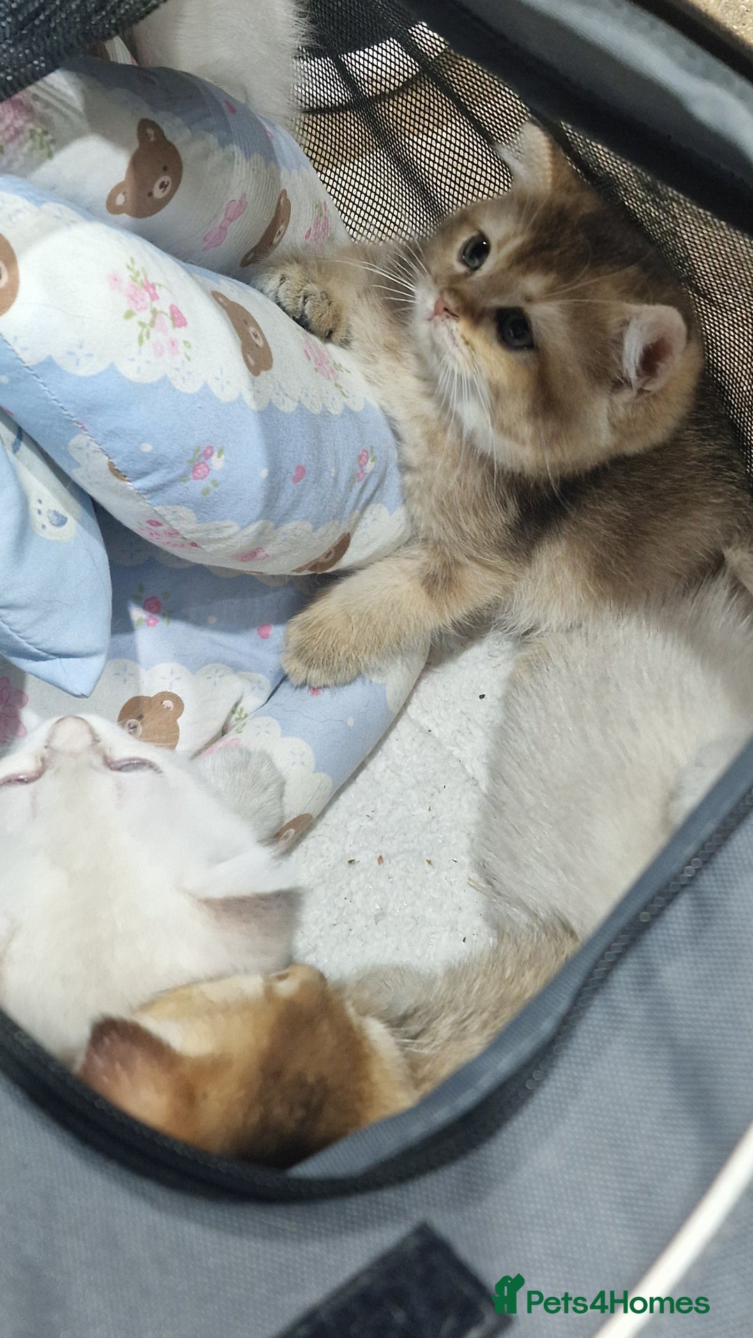 British Shorthair cats for sale: British shorthair pedigree kittens - Advert 10