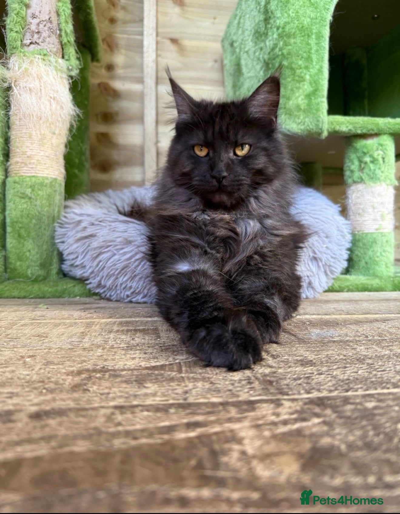 Maine Coon cats Stunning active reg girl - Advert 1