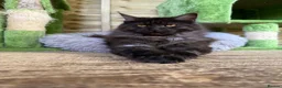 Maine Coon cats for sale: Stunning active reg girl in Westcliff-on-Sea - Advert 1