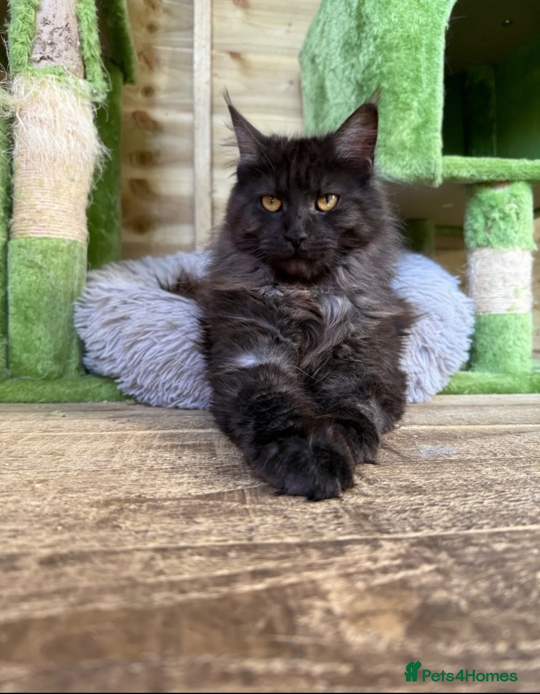Maine Coon cats for sale: Stunning active reg girl in Westcliff-on-Sea - Advert 1