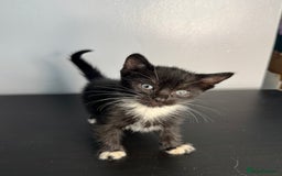 Mixed Breed cats for sale: Beautiful mixed bengal kittens  - Image 14