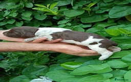 Mixed Breed dogs for sale: New Norfolk Spaniels- Ready Now - Image 28