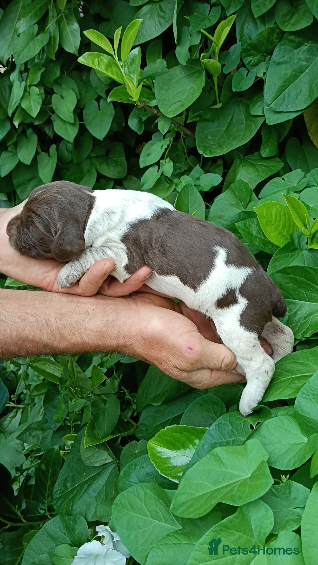 Mixed Breed dogs for sale: New Norfolk Spaniels- Ready Now - Image 28