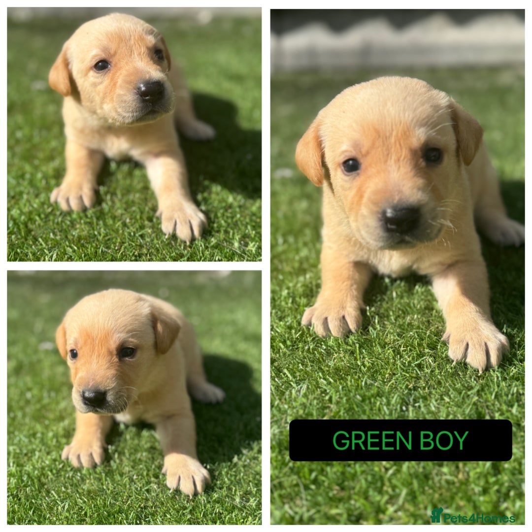 Labrador Retriever dogs for sale: Beautiful top kc line Labrador puppy’s  - Image 6