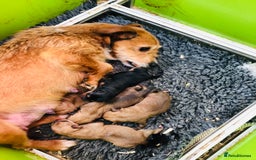 Norfolk Terrier dogs for sale: Stubleywood 3/4 Norfolk puppies - Image 23