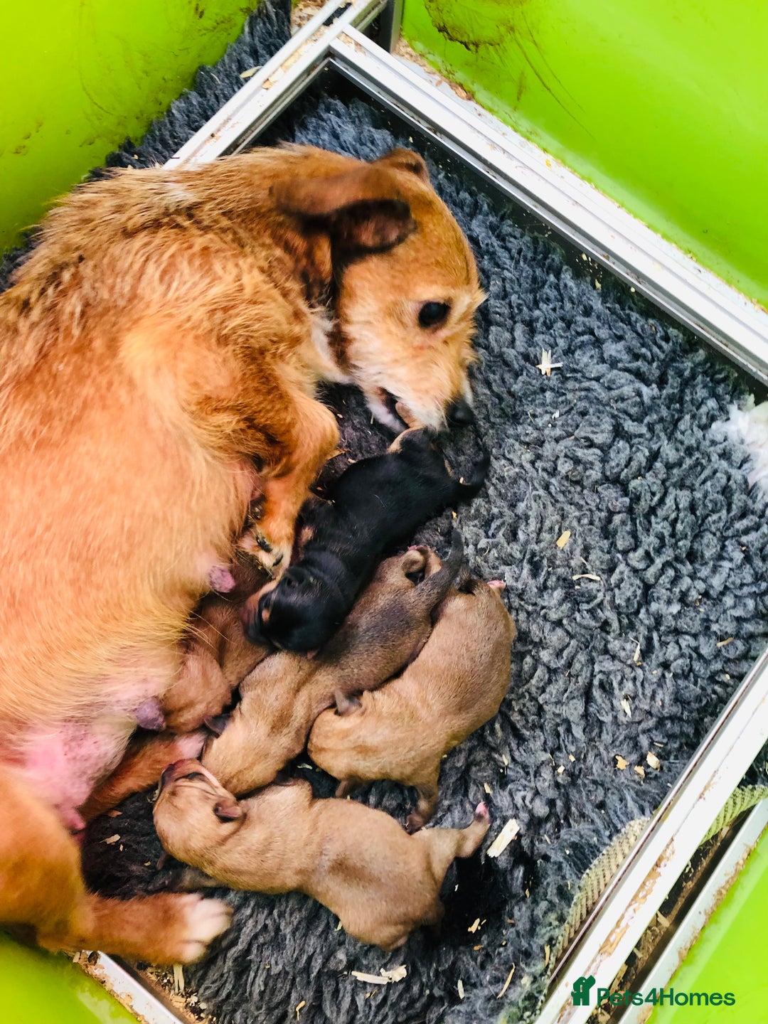 Norfolk Terrier dogs for sale: Stubleywood 3/4 Norfolk puppies - Image 23