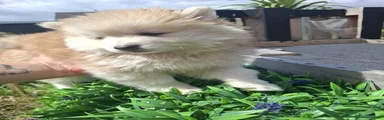 Dovie Puppy 2