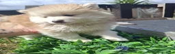 Pomsky dogs for sale: Beautiful Pomsky 1 Girl Available - Advert 29