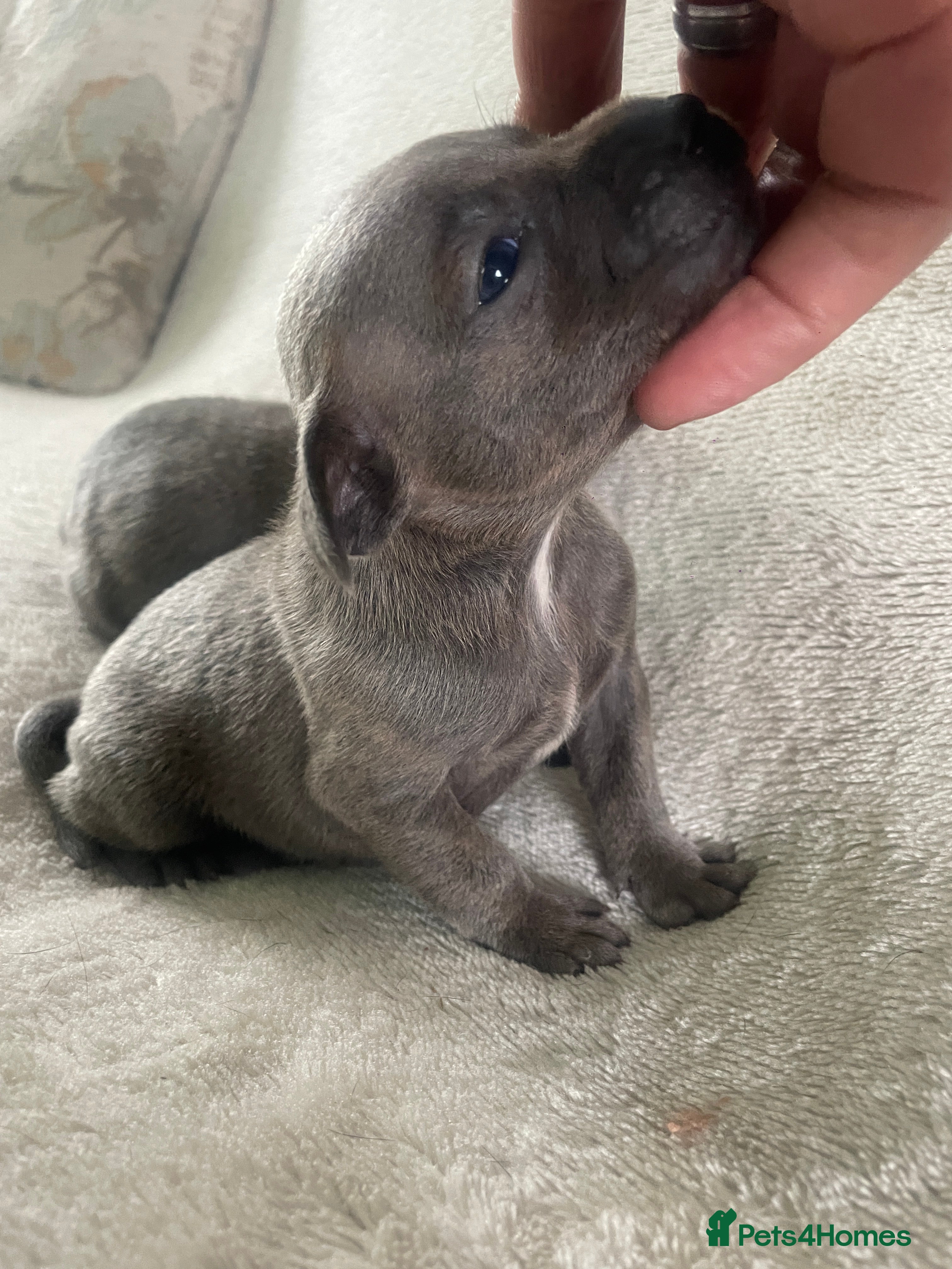 Staffordshire Bull Terrier dogs Black Eye SBTs this season litter 3 boys 3 girls  - Advert 2