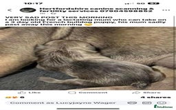 Mixed Breed dogs for sale: Pugapoo  - Image 4