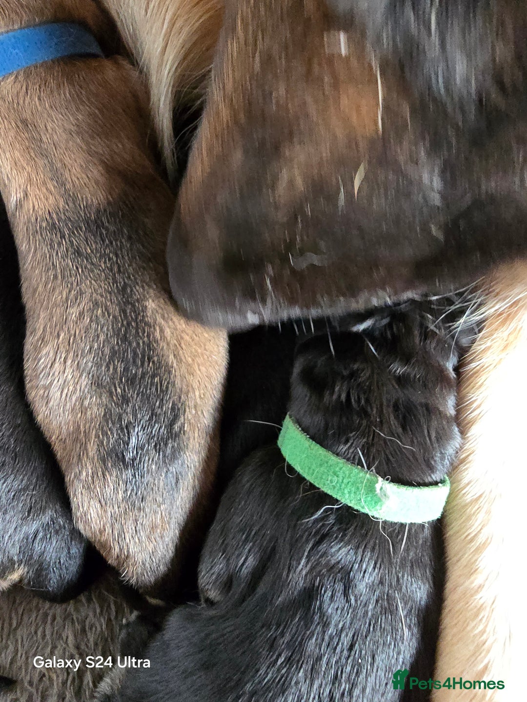 German Shepherd dogs for sale: KC Reg German Shepard's - Advert 3