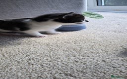 Mixed Breed cats for sale: Adorable Black & White Kittens - Image 15
