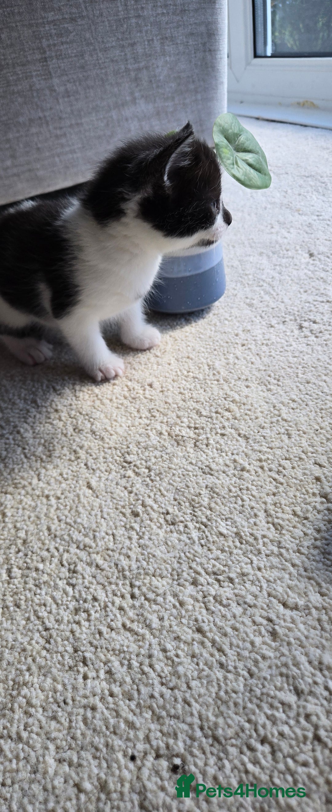 Mixed Breed cats for sale: Adorable Black & White Kittens - Image 15