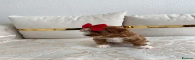 Cavapoo 1
