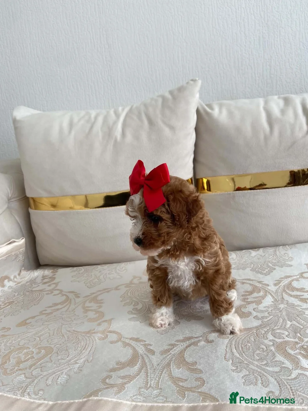 Cavapoo dogs for sale: 🥇 F1 Cavapoo - Advert 2
